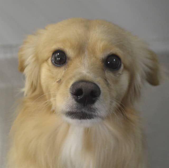 DHARA - Pomeranian mix available for adoption at Ottawa Humane Society in Ottawa