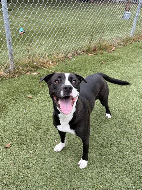 TONI - American Bulldog mix available for adoption in Ontario