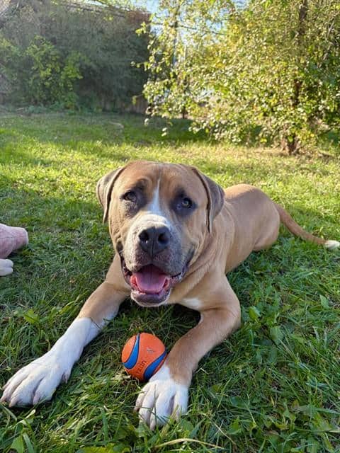 DALE - Mastiff available for adoption in Ontario