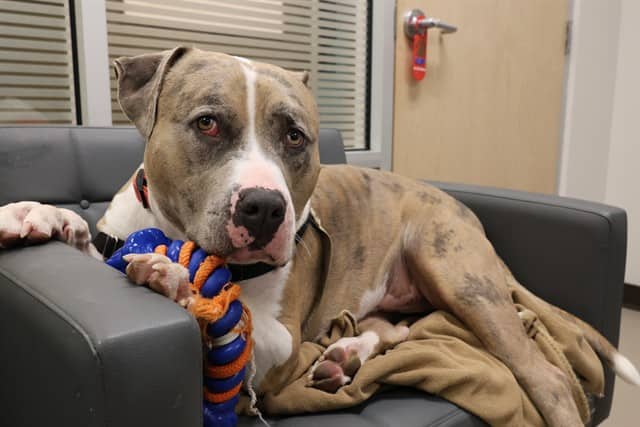 FRANKIE - American Bulldog mix available for adoption