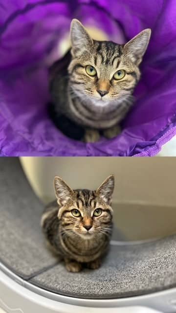 PURRSCILLA - Domestic Shorthair available for adoption