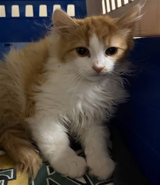 MIKE - Domestic Longhair available for adoption