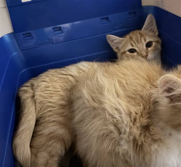 IKE - Domestic Shorthair cat available for adoption at Ottawa Humane Society in Ottawa