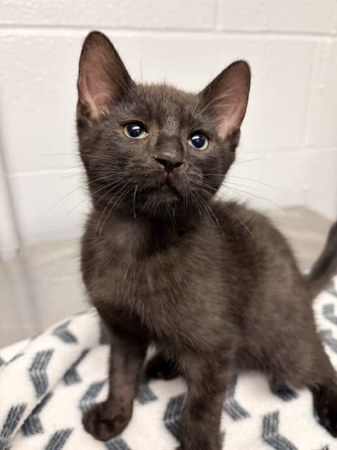 BARREL - Domestic Shorthair cat available for adoption at City of Toronto Animal Services in Toronto