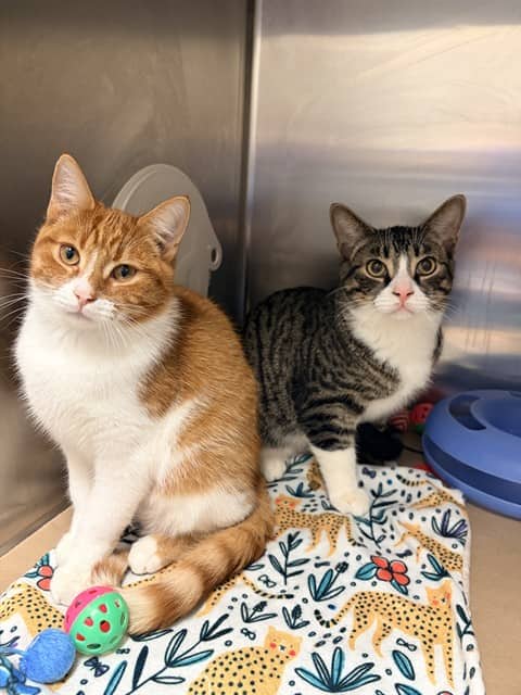 OOGY BOOGIE - Domestic Shorthair available for adoption