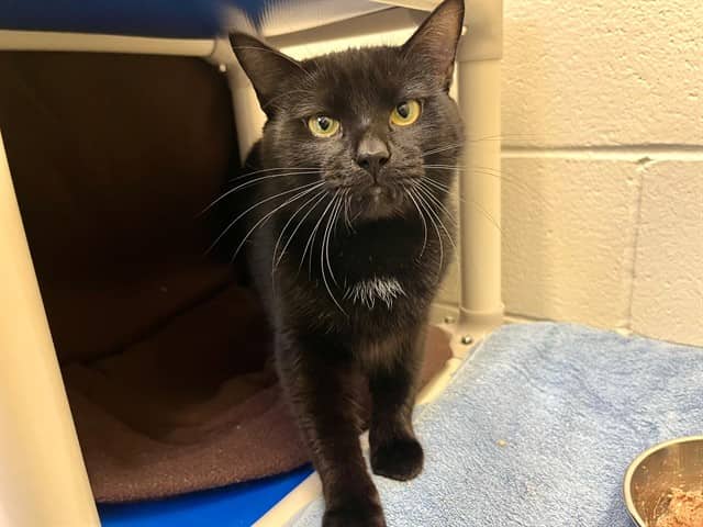 FESTER - Domestic Shorthair cat available for adoption at City of Toronto Animal Services in Toronto