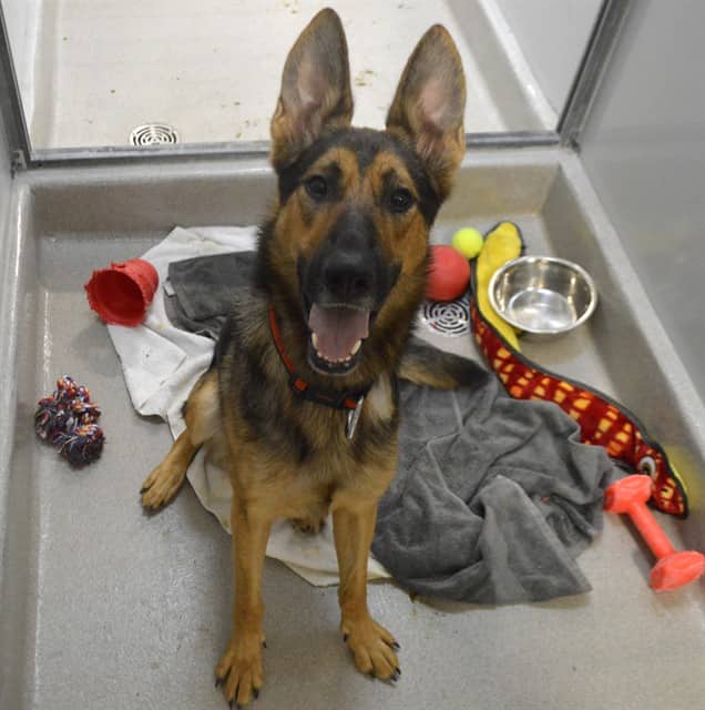 STARK - German Shepherd Dog available for adoption