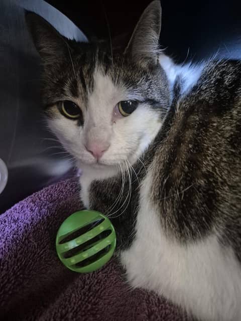 Lolly - Domestic Shorthair cat available for adoption at Vaughan Animal Services in Vaughan