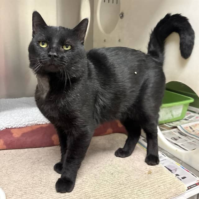 GILBERT - Domestic Shorthair cat available for adoption at Ottawa Humane Society in Ottawa