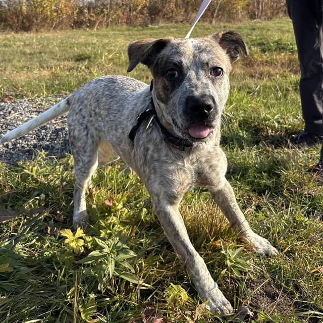 QUINN - Australian Cattle Dog mix available for adoption at Ottawa Humane Society in Ottawa