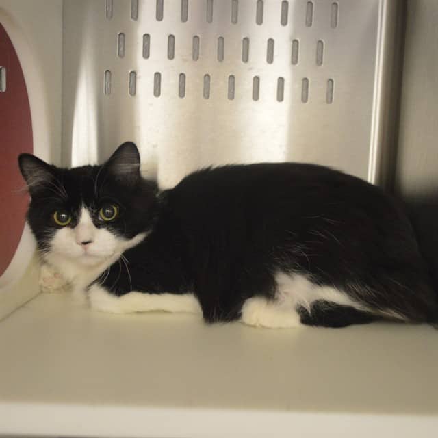 MEREDITH - Domestic Longhair cat available for adoption at Ottawa Humane Society in Ottawa