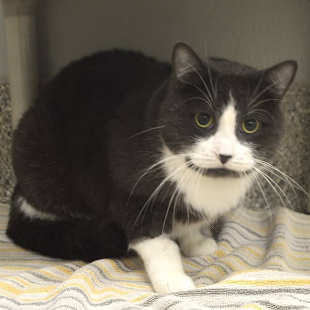 CLARK KENT - Domestic Shorthair cat available for adoption at Ottawa Humane Society in Ottawa