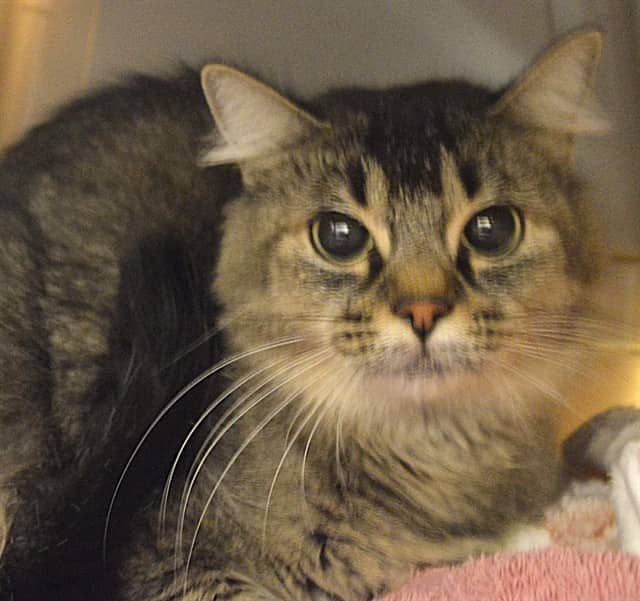 NANA - Domestic Shorthair cat available for adoption at Ottawa Humane Society in Ottawa
