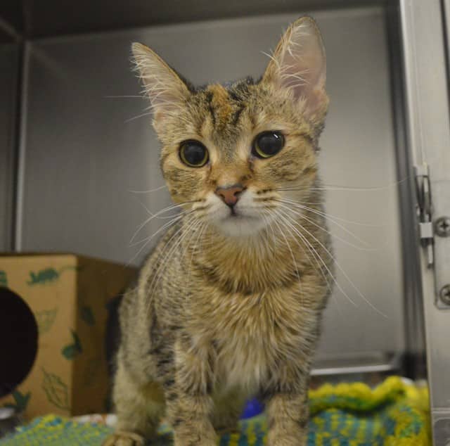 WILLOW - Domestic Shorthair cat available for adoption at Ottawa Humane Society in Ottawa