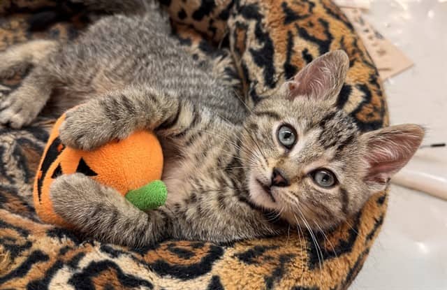CHESTER - Domestic Shorthair cat available for adoption at Ottawa Humane Society in Ottawa