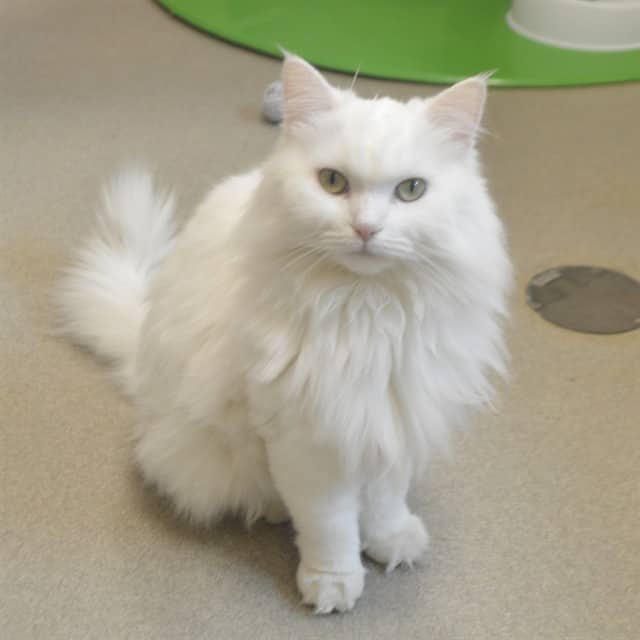 ANGEL - Domestic Longhair cat available for adoption at Ottawa Humane Society in Ottawa