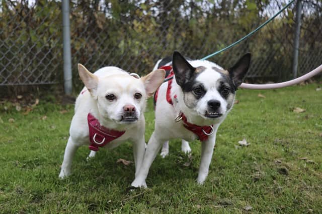 VACHE - Jack (Parson) Russell Terrier and Chihuahua Sc available for adoption at Ottawa Humane Society in Ottawa