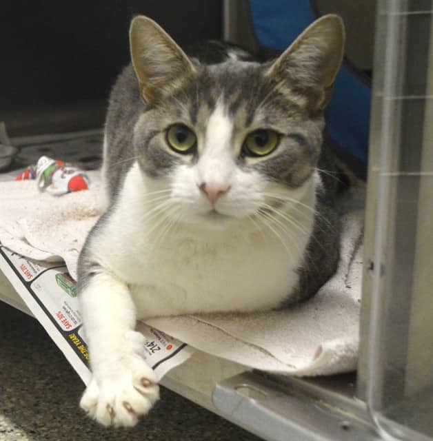LOLO - Domestic Shorthair cat available for adoption at Ottawa Humane Society in Ottawa