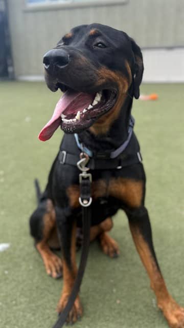 VLAD - Rottweiler mix available for adoption