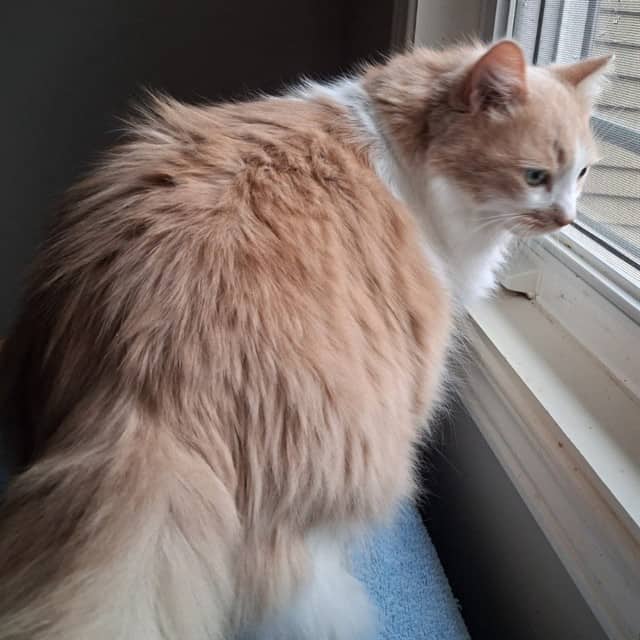 ALEXA - Domestic Longhair cat available for adoption at Ottawa Humane Society in Ottawa