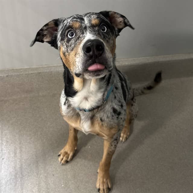 TWOTONE - Catahoula Leopd available for adoption at Ottawa Humane Society in Ottawa