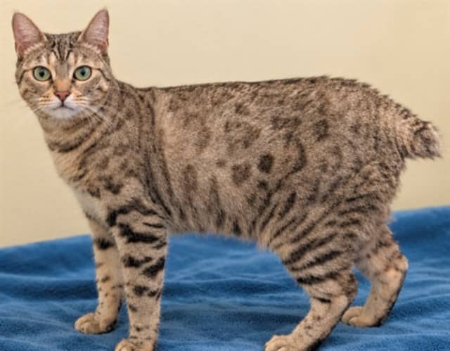 ROYAL - Manx and Bengal cat available for adoption at City of Toronto Animal Services in Toronto