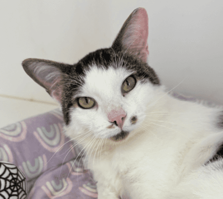 CEYLON - Domestic Short Hair cat available for adoption at AARCS in Calgary (1 of 6)