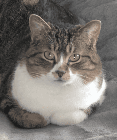 CHARLIE - Domestic Short Hair cat available for adoption at AARCS in Calgary (1 of 6)