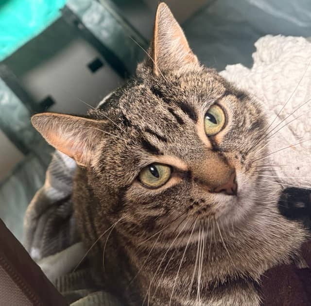 LIAM - Domestic Short Hair cat available for adoption at AARCS in Calgary (1 of 6)