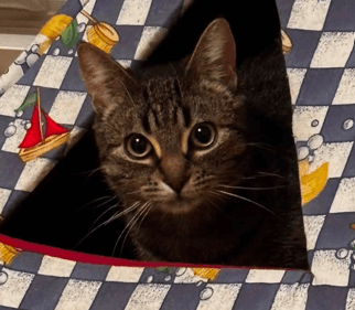 LIAM - Domestic Short Hair available for adoption
