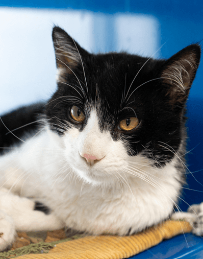 ROHAN - Domestic Short Hair available for adoption