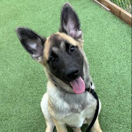 BAY - Shepherd Mixed available for adoption