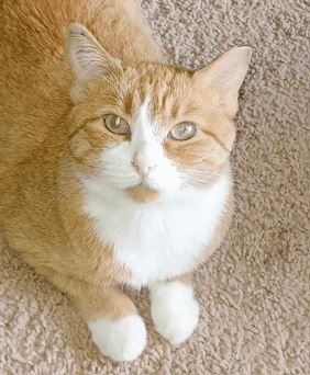 BEARNAISE - Domestic Short Hair available for adoption