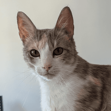 CREMA - Domestic Short Hair available for adoption