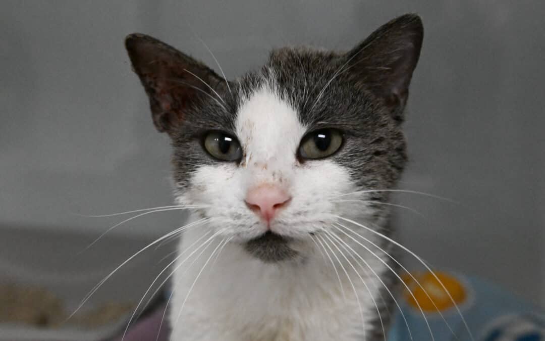 JUPITER - Domestic Short Hair available for adoption
