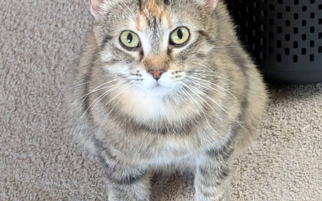 MAMA - Domestic Short Hair available for adoption