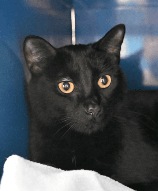 MR PURRS - Domestic Short Hair available for adoption