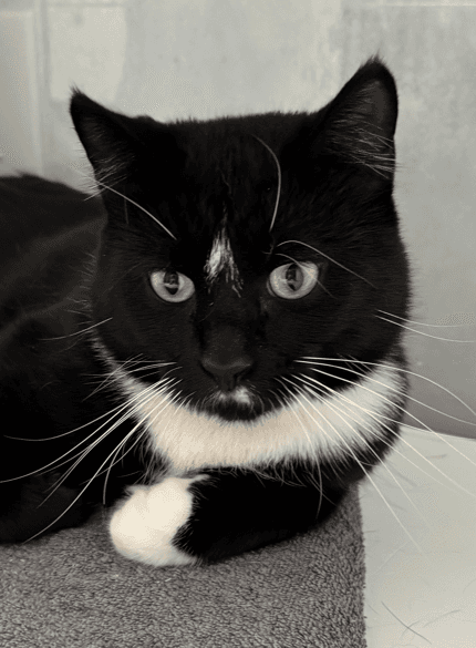 OSWALD - Domestic Short Hair available for adoption