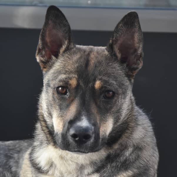 RAYSSA - German Shepherd Mixed available for adoption