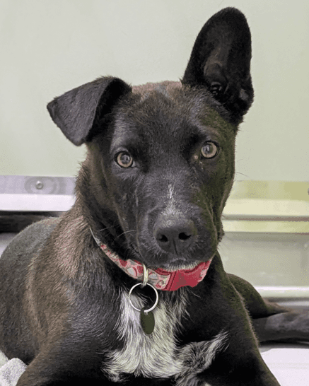 RIPLEY - Shepherd Mixed available for adoption at AARCS in Calgary (1 of 5)