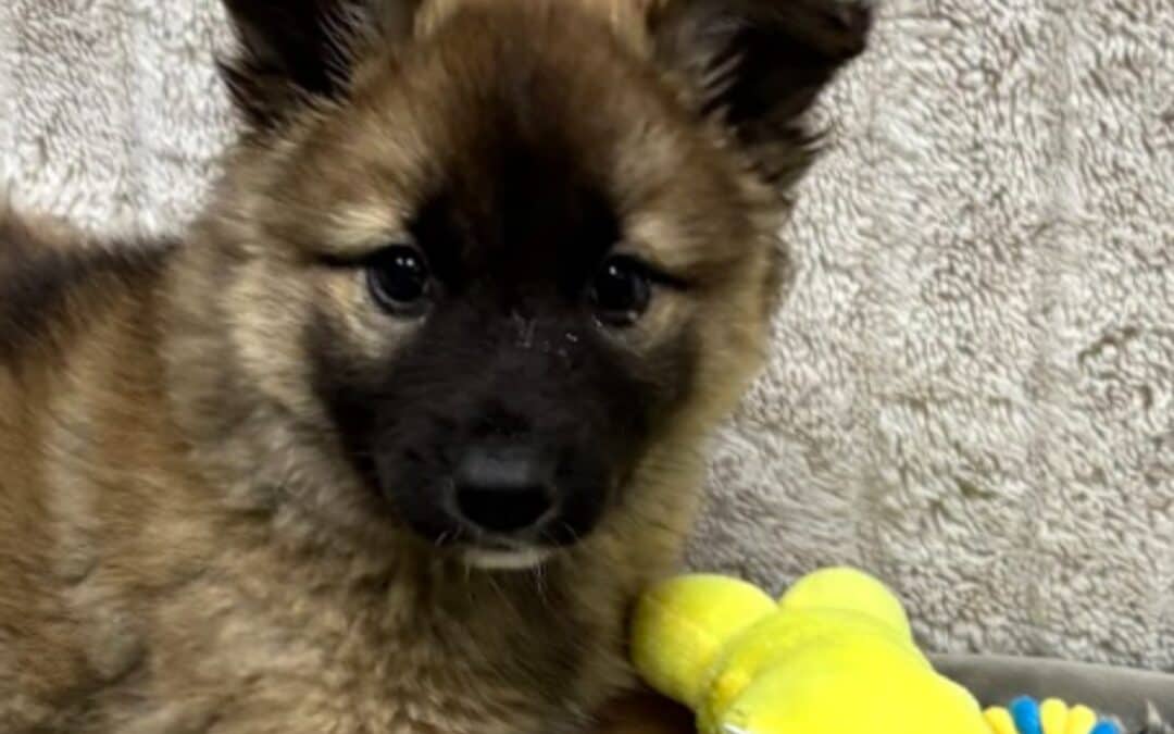 SPINELLI - German Shepherd Mixed available for adoption at AARCS in Calgary (1 of 4)