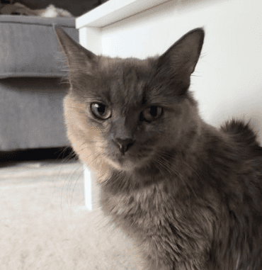 AVIVA - Domestic Short Hair available for adoption