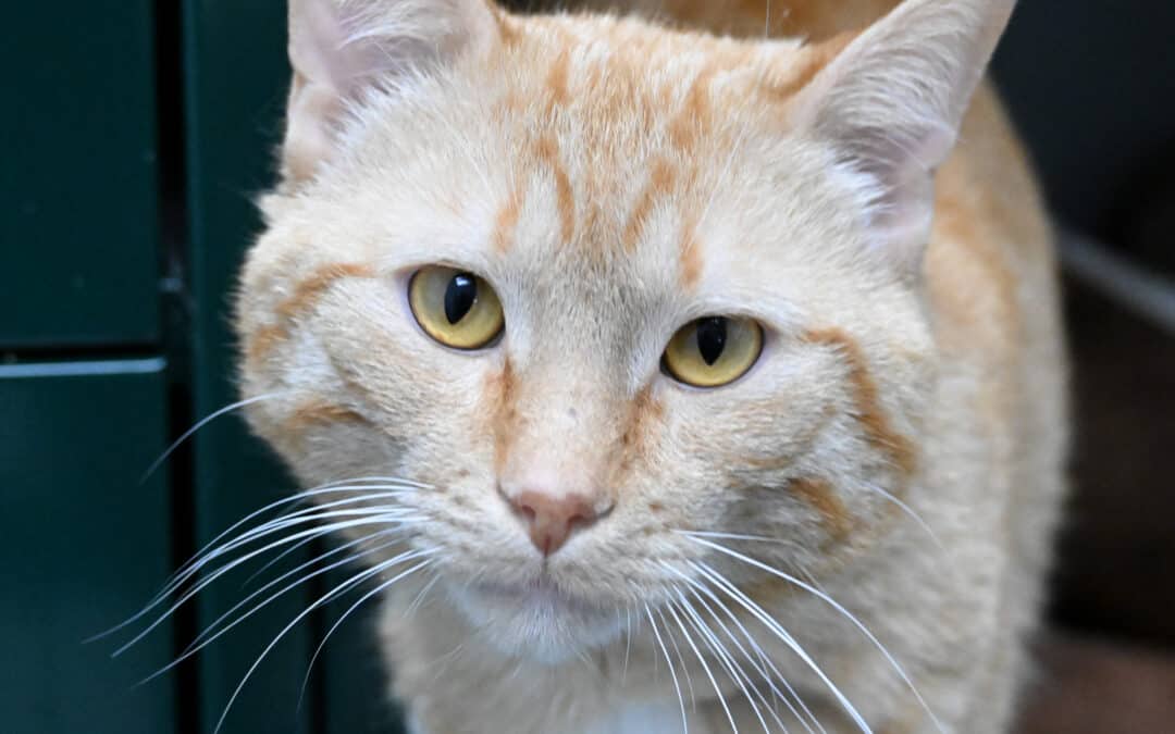 BERTA - Domestic Short Hair cat available for adoption at AARCS in Calgary (1 of 5)