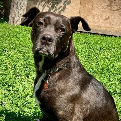 BUFFY - Retriever, Labrador Mixed available for adoption