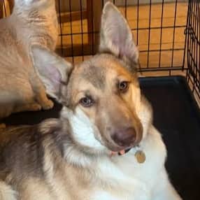 CLARK - Siberian Husky Mixed available for adoption
