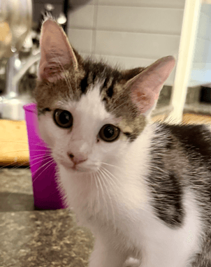 CORTADO - Domestic Short Hair available for adoption