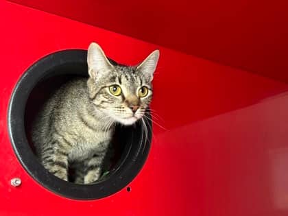 DAFFODIL - Domestic Short Hair available for adoption