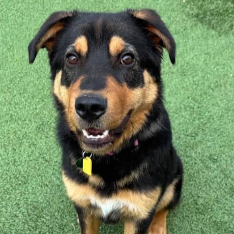 DUMPLING - Rottweiler Mixed available for adoption at AARCS in Calgary (1 of 6)