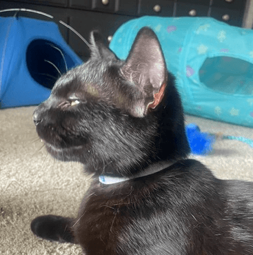 EMERALD - Domestic Short Hair available for adoption