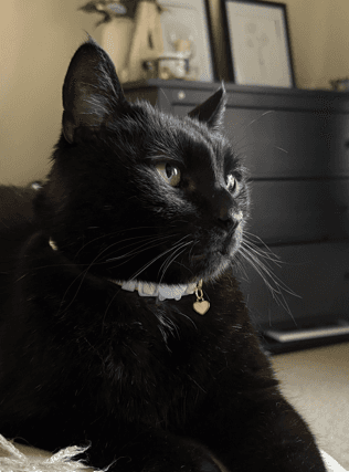 HAZEL - Domestic Short Hair available for adoption